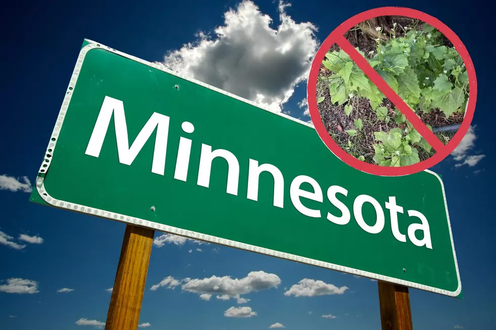 Another Invasive Plant Now Spotted Growing in Minnesota