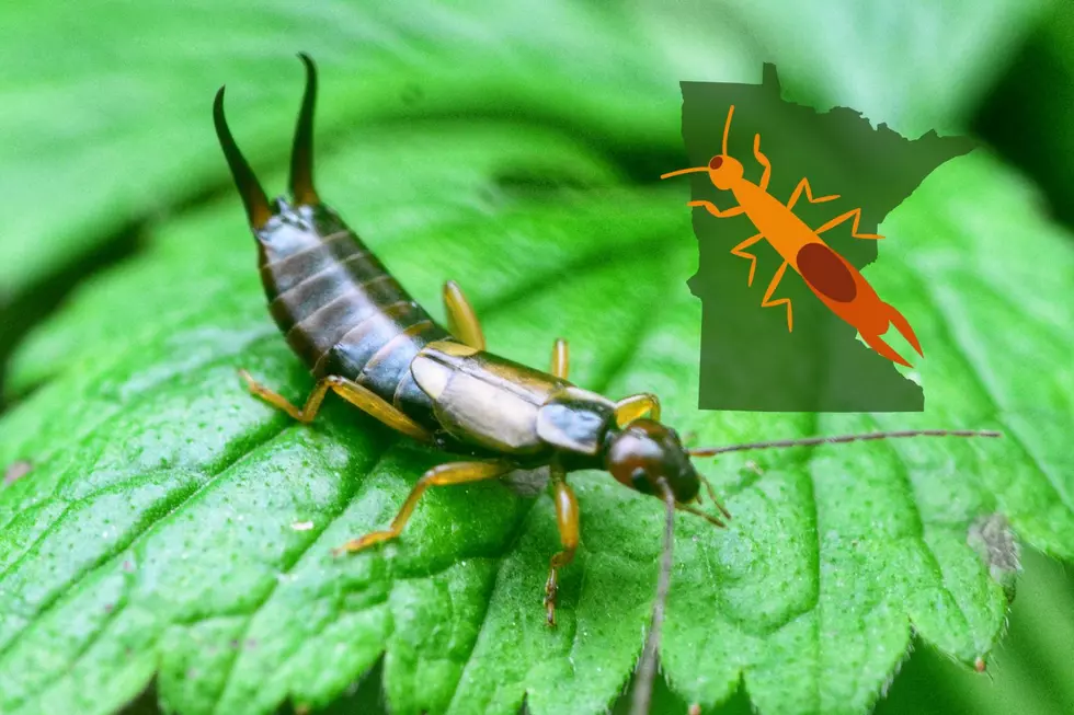 Worst Season For Earwigs Could Now Be Headed To Minnesota