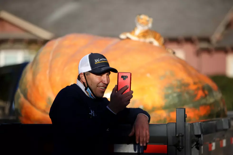 World Championship Pumpkin Weigh-Off Takes Place In Northern California