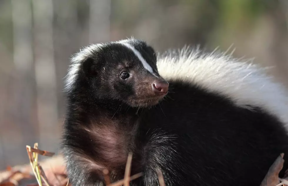 skunk in nature during fall