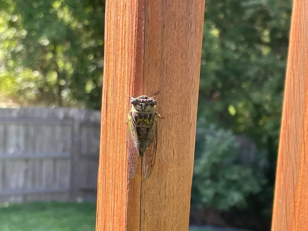 Is it Early for That Loud, High-Pitched Cicada Buzz in Minnesota?