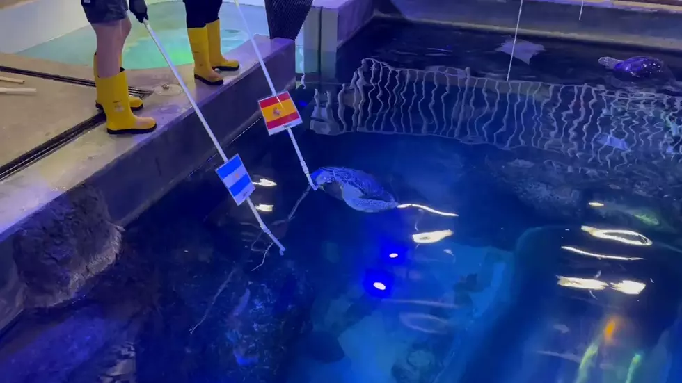 Courtesy SEA LIFE at MOA