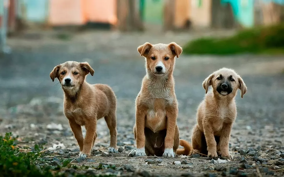 he 25 Most Popular Dog Names in Minnesota Right Now