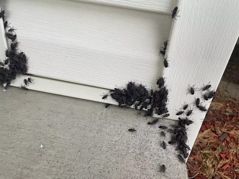 Minnesota's Boxelder Bug Invasion Has a Surprising Fix