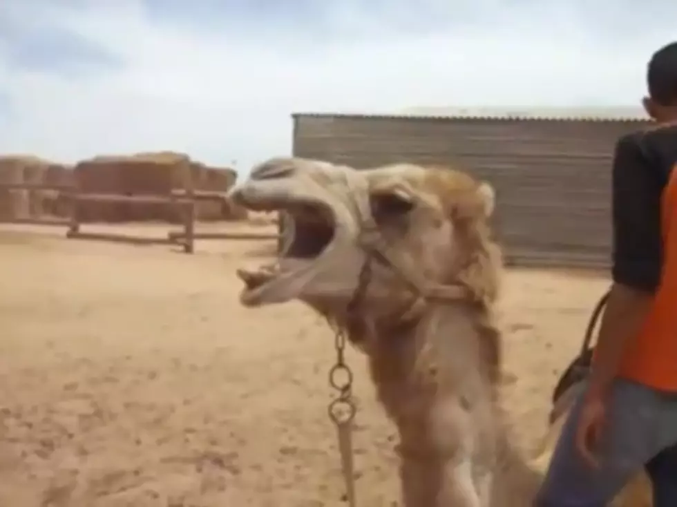 Death Metal Camel