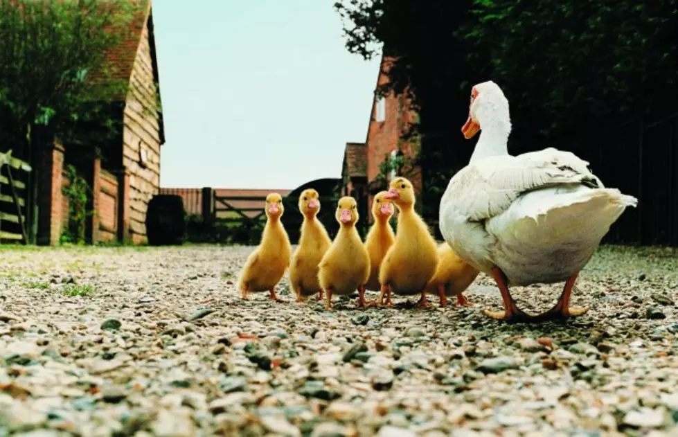 Douchebag Driver Intentionally Hits Ducks Crossing Road