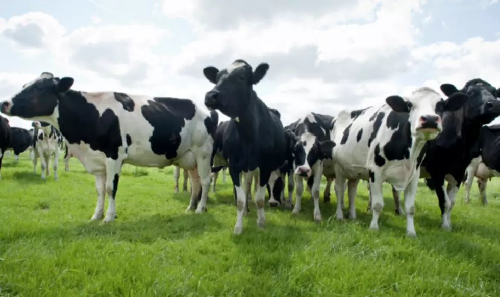 Farting Cows Cause Barn to Explode