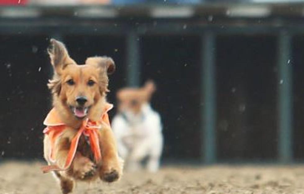 Weiner Dog Racing and Dollar Days Coming to Ellis Park