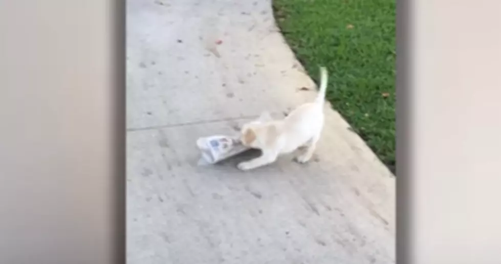 Newspaper Too Big For Puppy (video)