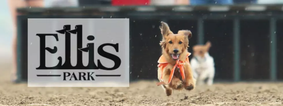Weiner Dog Racing and Dollar Days Coming to Ellis Park
