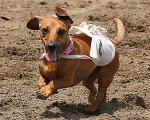 Wiener Dog Races Return To Ellis Park