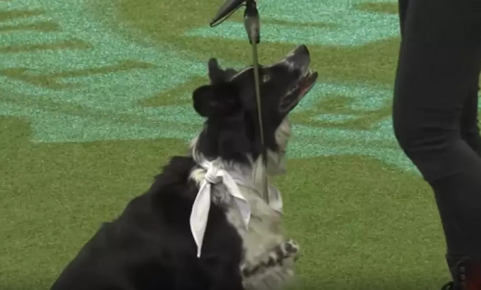 Dog Rocks Out to AC/DC During Competition (video)