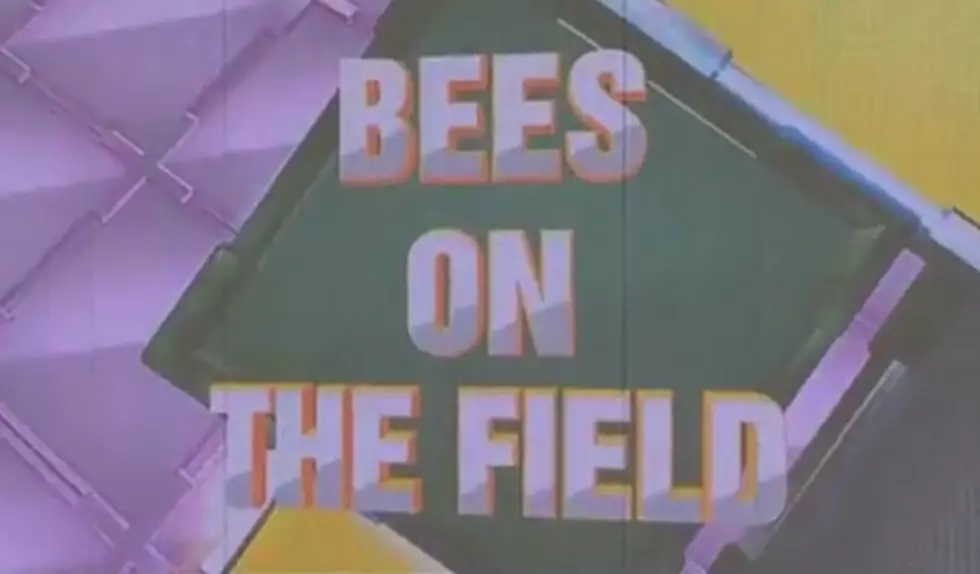 Cricket Match Delayed Due to Bees. Yes, Bees.