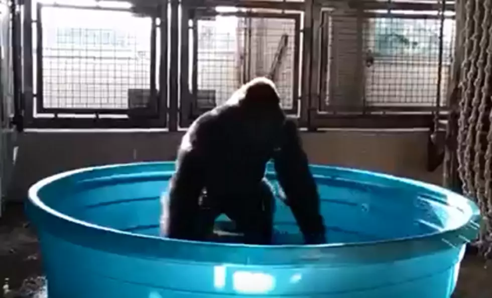Dancing Gorilla In a Pool Will Make Your Day (video)