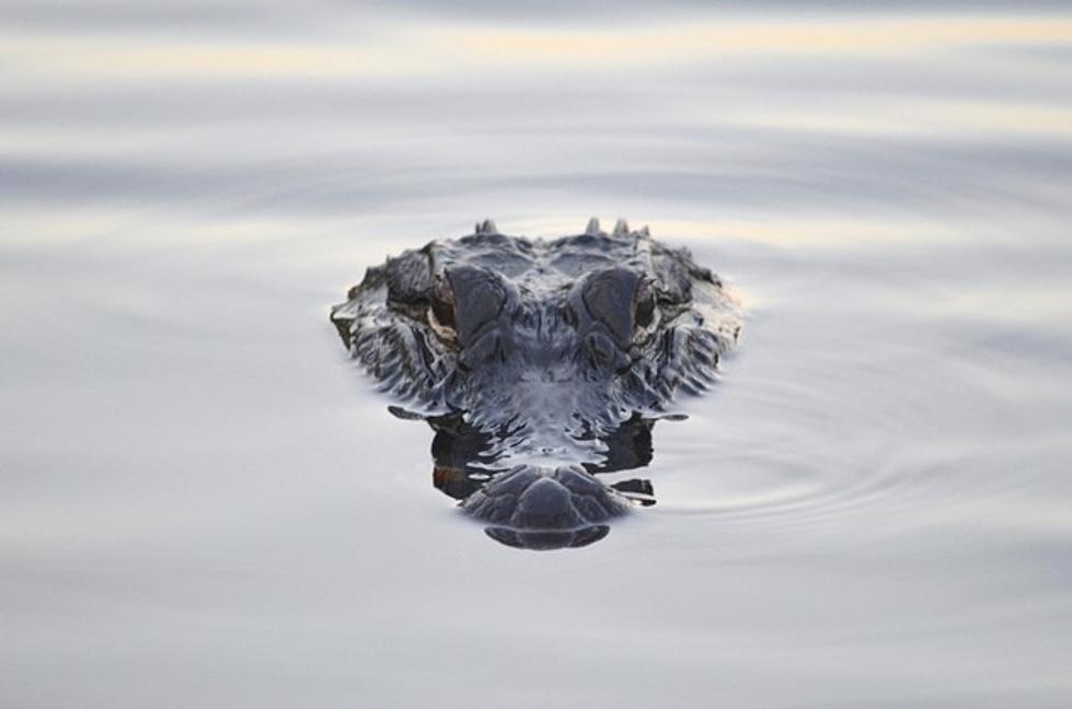 Couple Uses 9-Foot Alligator for Gender Reveal