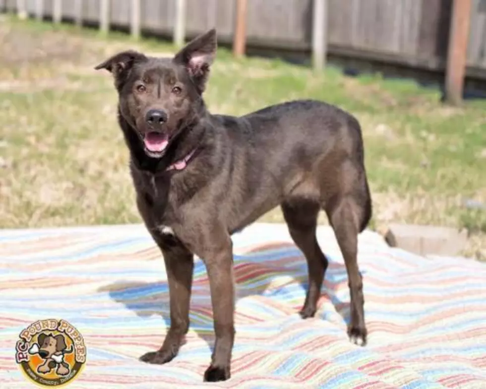 Rachel Has Waited Half Her Life for a Forever Home [103 GBF PC Pound Puppy of the Week]