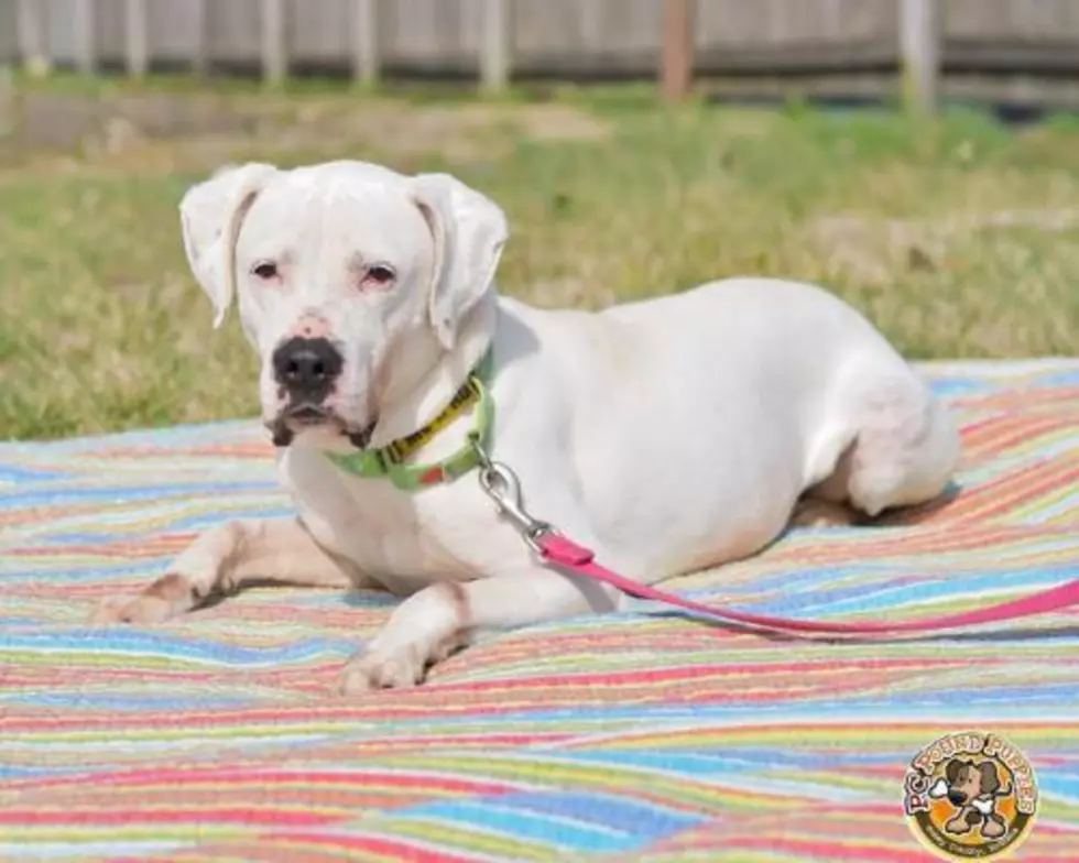 Tabitha is Looking for Forever [103 GBF PC Pound Puppy of the Week]