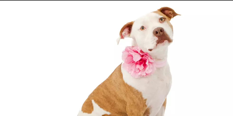 October is Pit Bull Awareness Month &#038; Here&#8217;s What You Need to Know