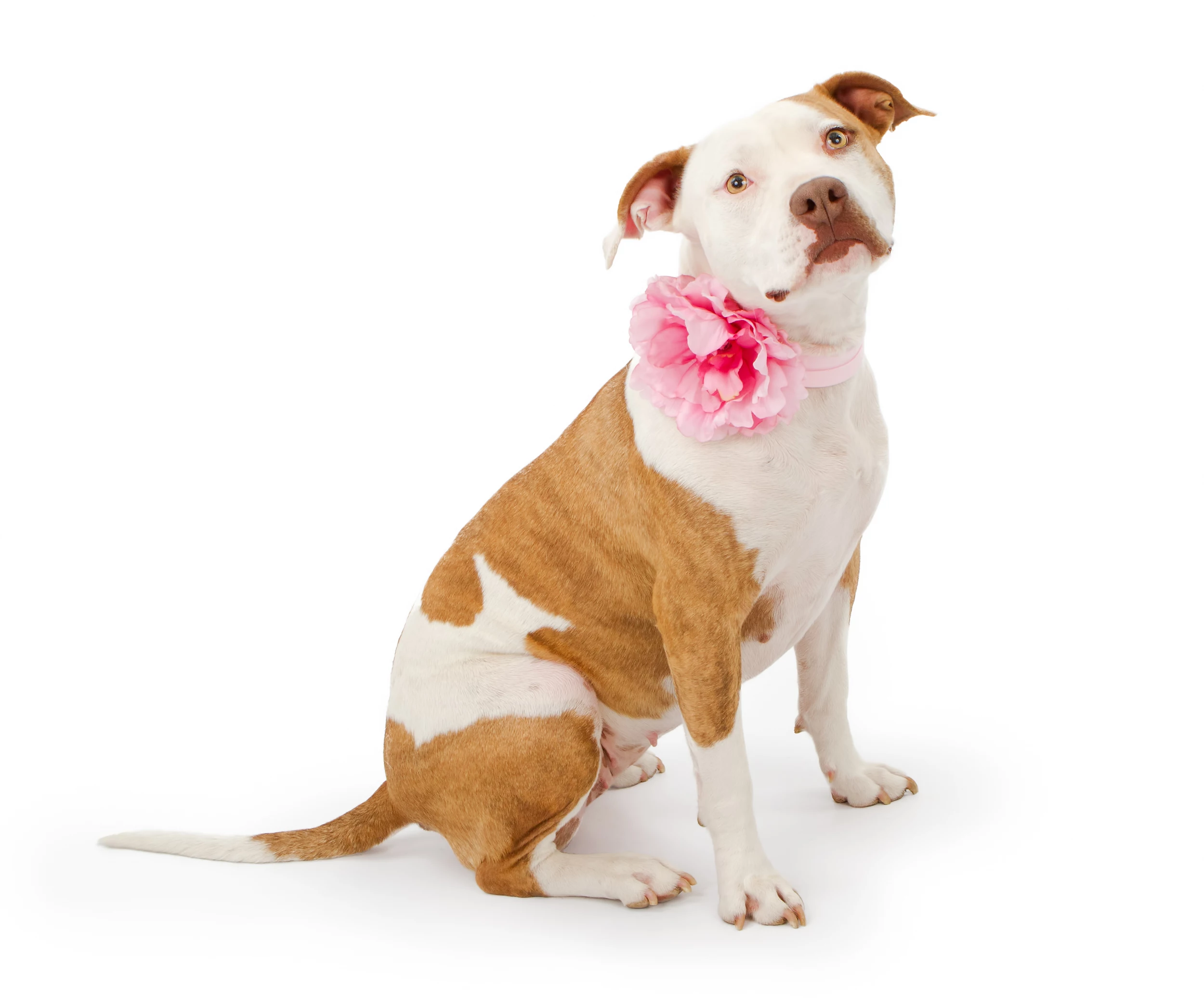 National Pit Bull Awareness Month: a 'misunderstood breed' – Muddy