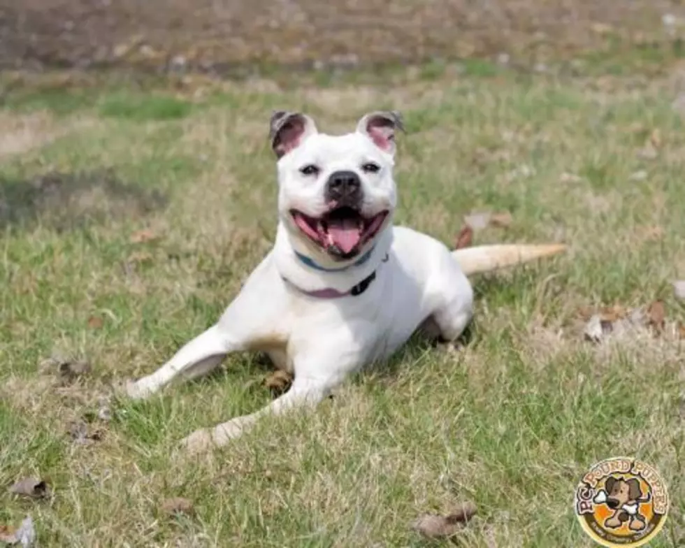 Meet Mr Personality: Cato [103 GBF PC Pound Puppy of the Week]