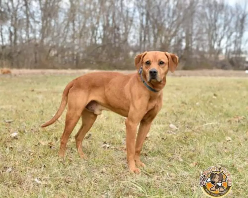 Mack is Strong in Stature with a Big Heart [103 GBF PC Pound Puppy of the Week]