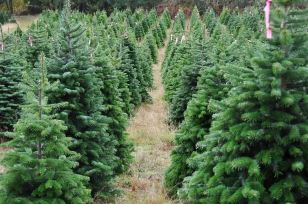 Free Christmas Tree from SWN Garden Center with Can Food Donation