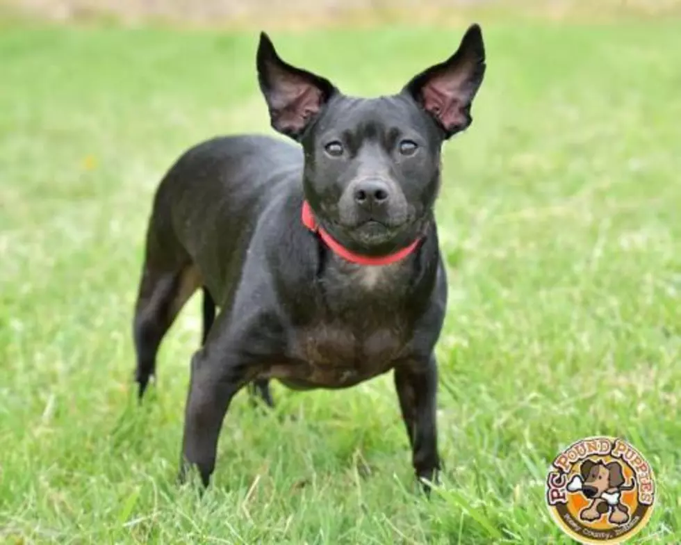 The Apple of Your Eye [103 GBF PC Pound Puppy of the Week]