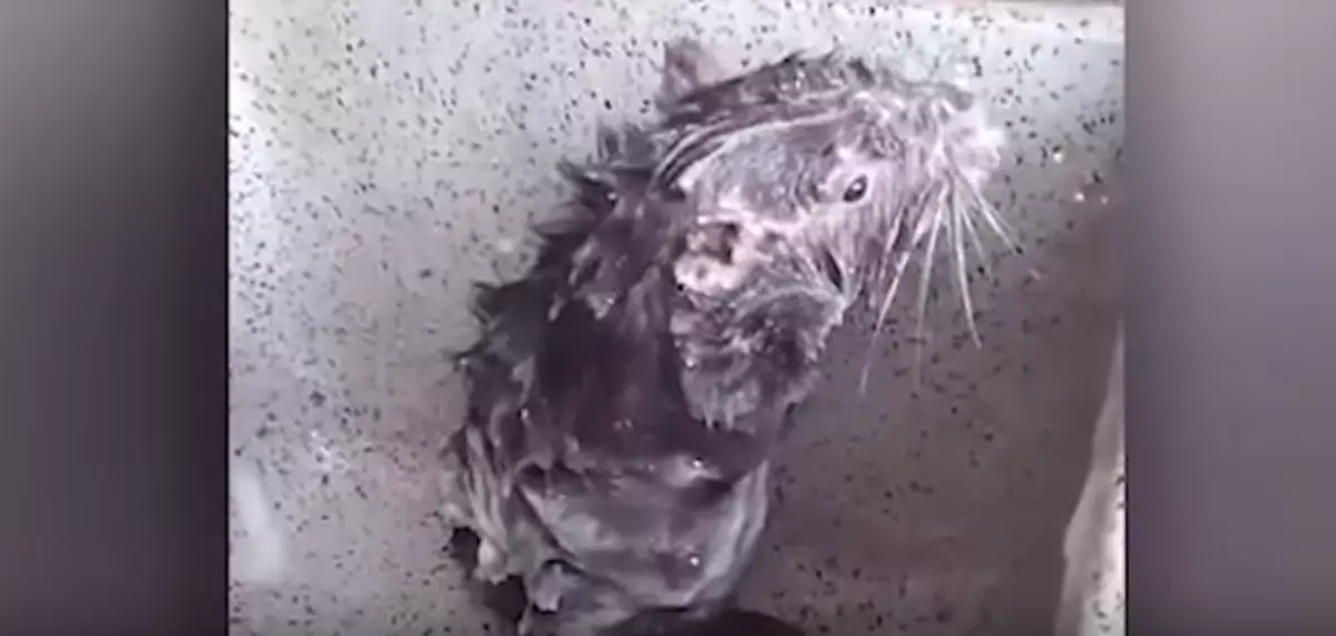 Rat Takes a Shower Like It's a Normal Thing To Do