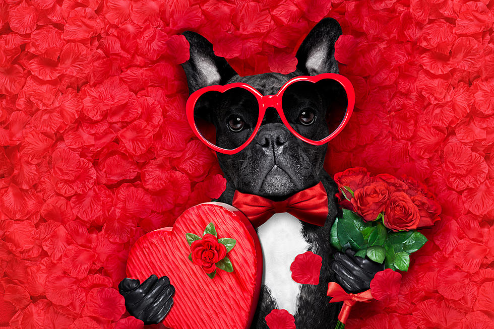 A Rescue Dog Can Deliver Roses to Your Sweetie on Valentine’s Day