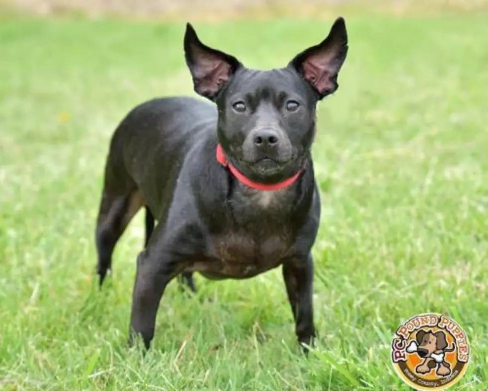 Apple is Waiting For You [103 GBF PC Pound Puppy of the Week]