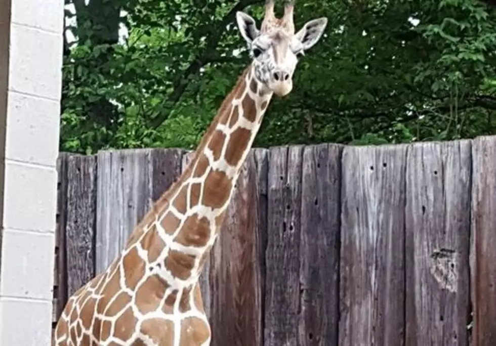 Meet Clementine, the Newest Giraffe at Mesker Park Zoo!