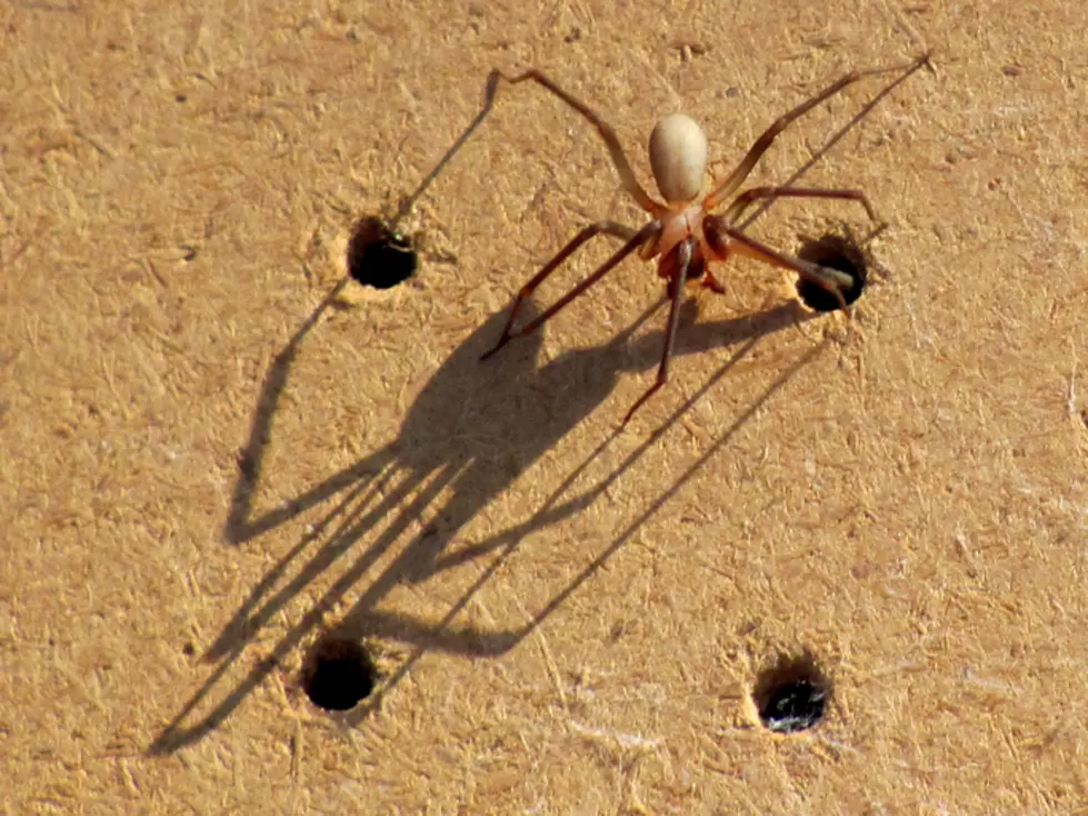 Keep An Eye Out for Brown Recluse In Your Home This Summer