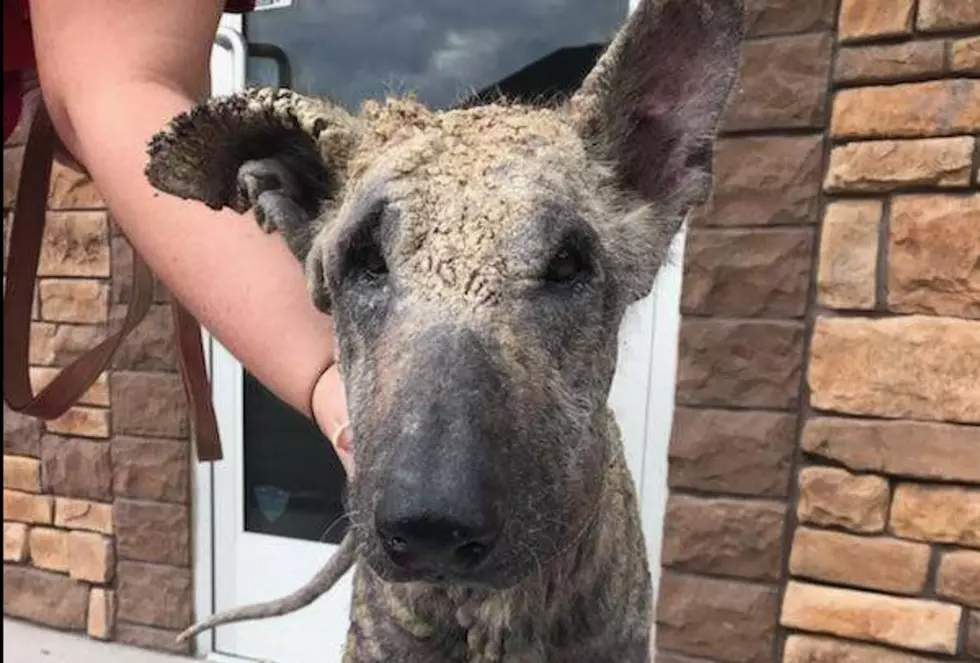 Dog Found in Deplorable Condition Needs the Tristate’s Help