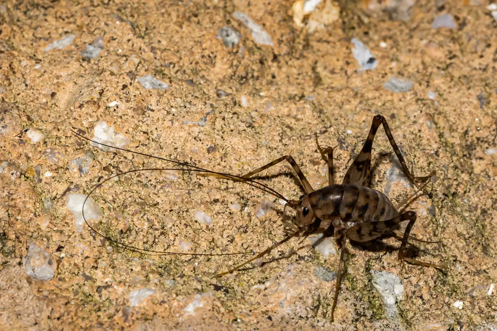 How to Get Rid of Spider Crickets In Your Home