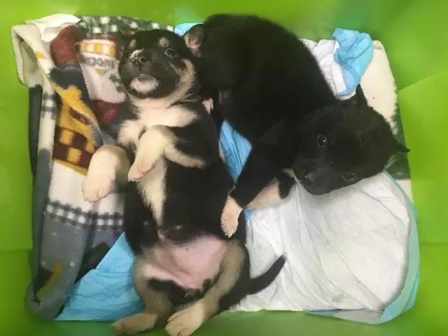 Foster Needed to Bottle-Feed Puppies Found Abandoned on Side of the Road
