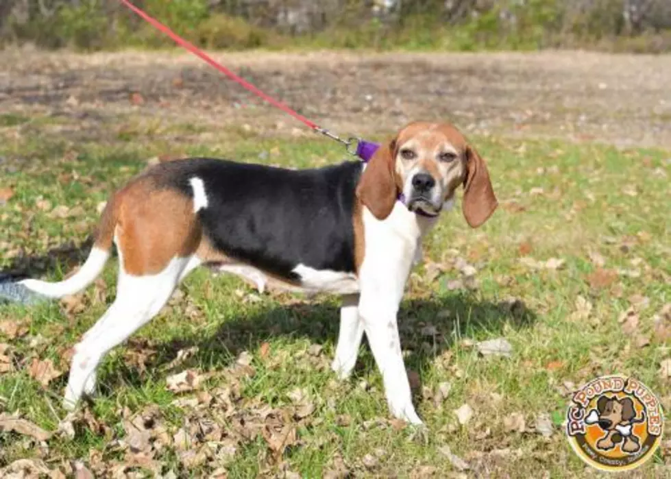 Daisy Is a Low Energy Coonhound [103 GBF PC Pound Puppy of the Week]