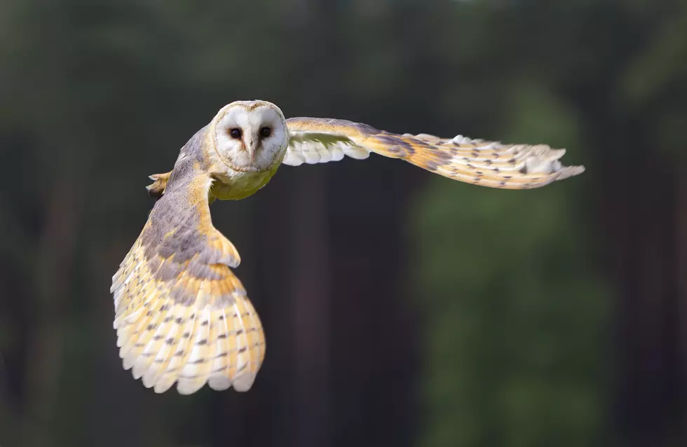 Wesselman Nature Society Hosting Superb Owl Sunday