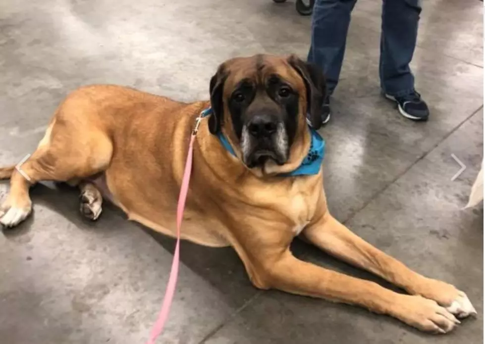 Gentle Giant Up for Adoption in Evansville