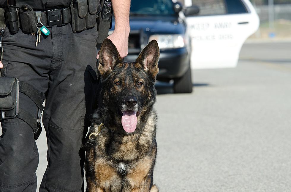 Donate to Help EPD Fund a New Bomb Detection K-9