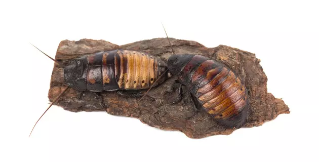 Name A Cockroach After Your Love this Valentine&#8217;s Day