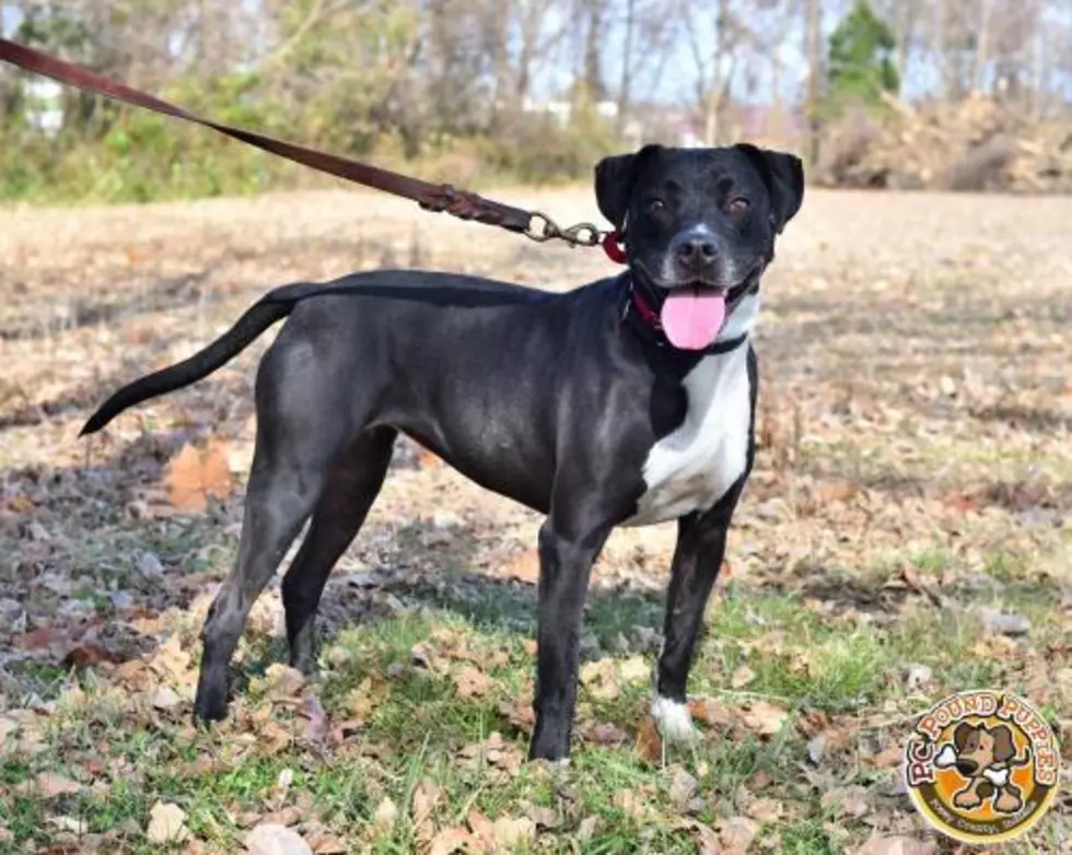 Milo is a Cane Corso Looking for the Right Home [103 GBF PC Pound Puppy of the Week]