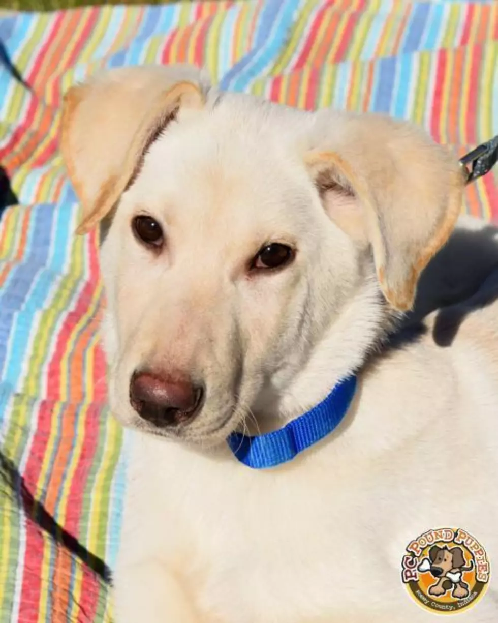 Casper is a Smart Boy Looking for a Forever Home [103 GBF PC Pound Puppy of the Week]