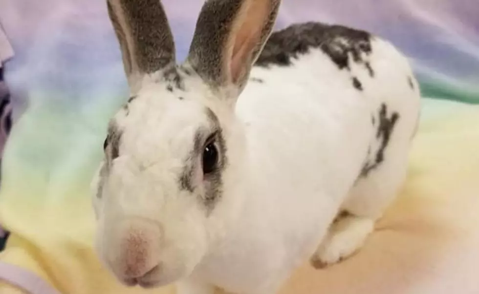 VHS Reminds You ‘Don’t Shop ADOPT’ Before You Buy a Bunny