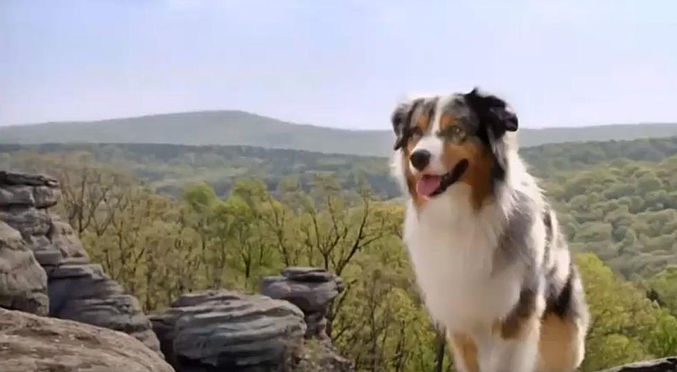 Was This Purina Commercial Filmed at Garden of the Gods?