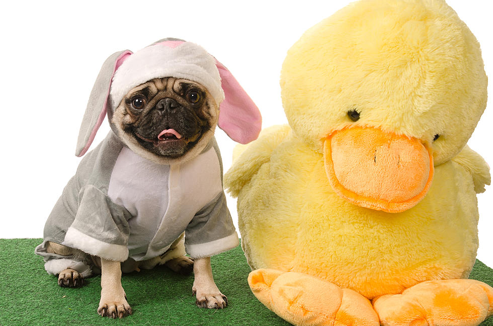 Free Pet Photos With the Easter Bunny This Weekend at PetSmart