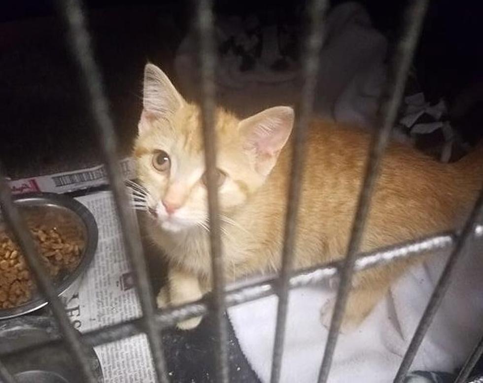 Warrick County AC Looking for Info on Dumped 8 Week Old Kitten