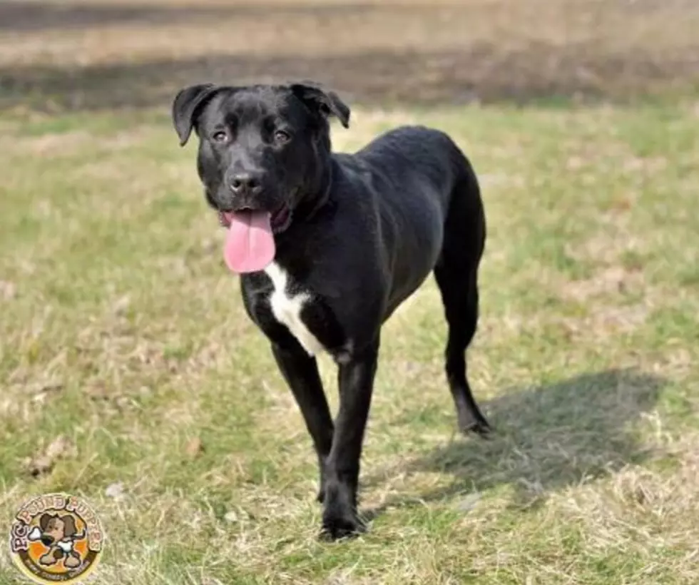 Raider Needs a Forever Home [103 GBF PC Pound Puppy of the Week]