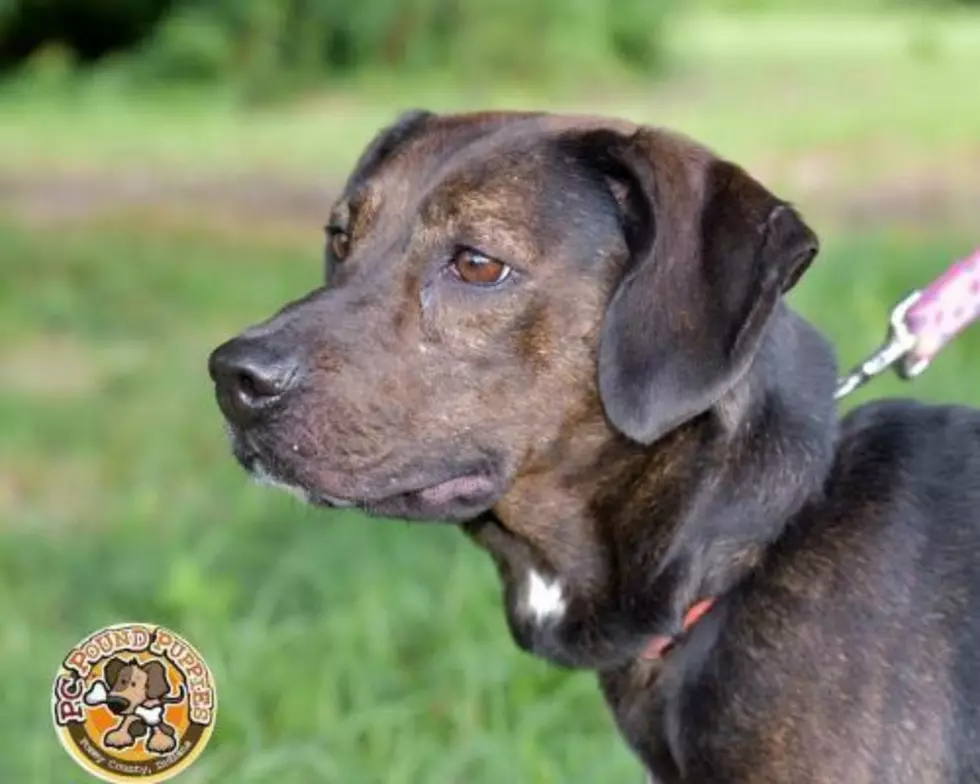 Peaches Is Looking for Forever [GBF PC Pound Puppy of the Week]