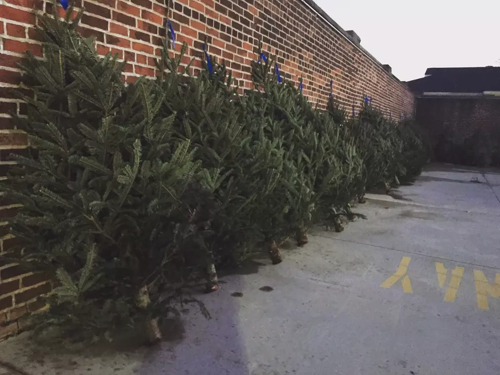 Free Christmas Trees Available