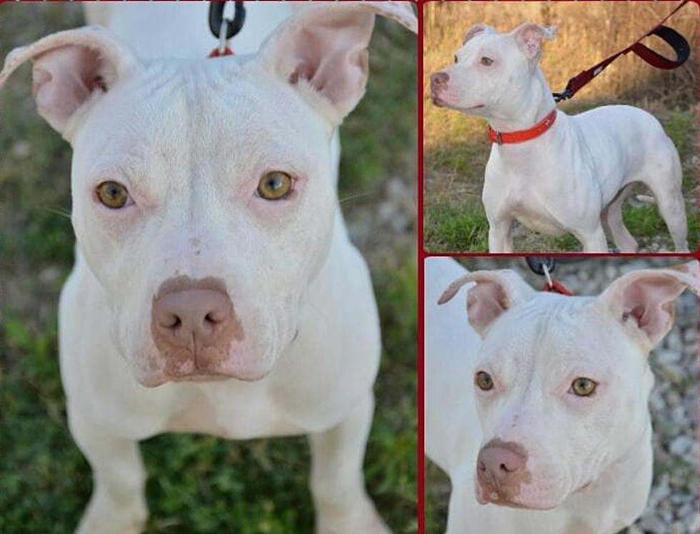 Evansville Rescue Dog Ends Up in Kill Shelter in Los Angeles Help Needed in Getting Her Back to Indiana